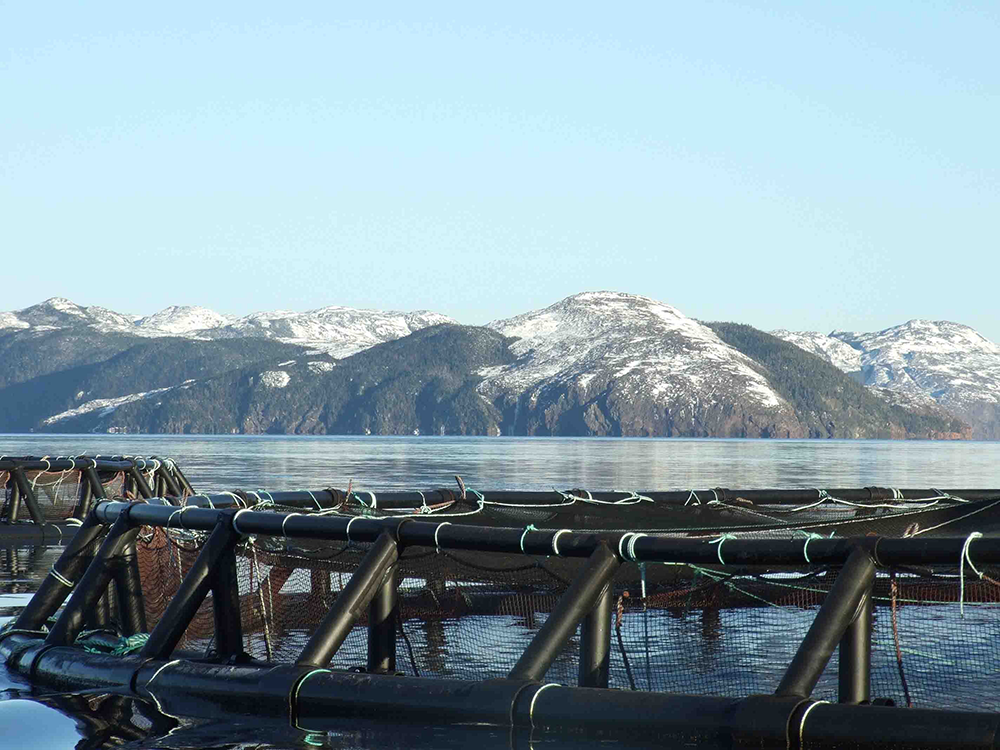 Marine Harvest Completes Deal for Northern Sea Farms, After Quick Action by Competition Bureau